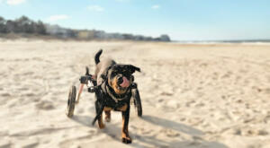Rottweiler with mobility issues runs on beach