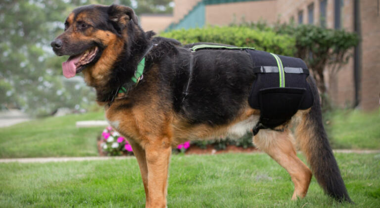 Dog with missing leg wears amputee hip brace