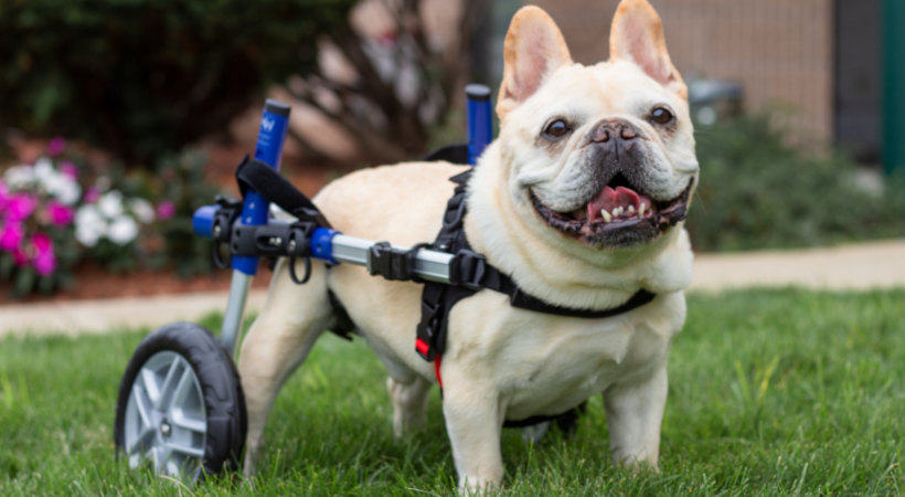 Dog wheelchair helps French Bulldog that can't walk