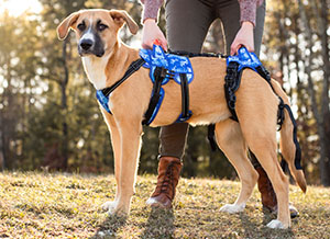 full body lift harness for dog with Degenerative Myelopathy