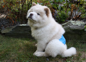 Chow Chow sits in the grass