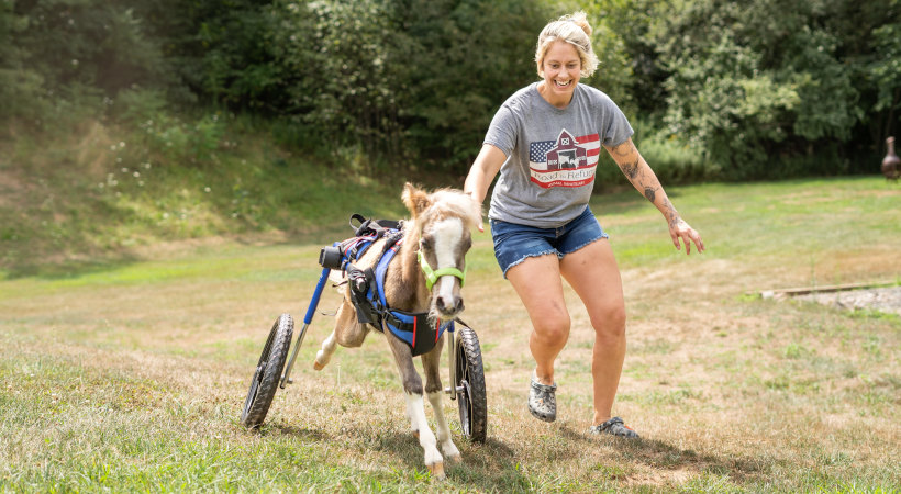 Disabled mini horse runs in new wheelchair