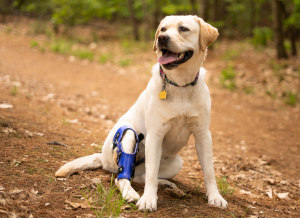 Dog knee brace for knee injury