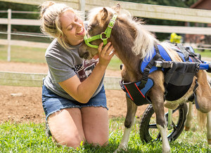 Disabled horse gets new wheelchair