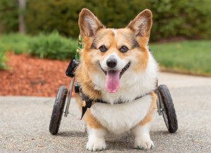 Corgi wheelchair for dog with IVDD