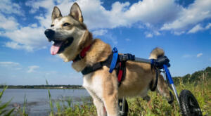 Disabled rescue dog saved from Ukraine war