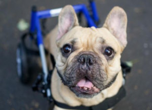 Dog wheelchair for french bulldog