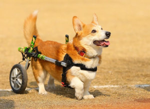 Corgi with mobility problems plays fetch while in wheelchair