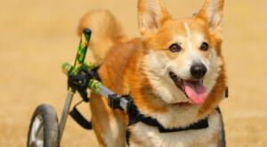 Corgi with IVVD runs in Walkin' Wheels dog wheelchair