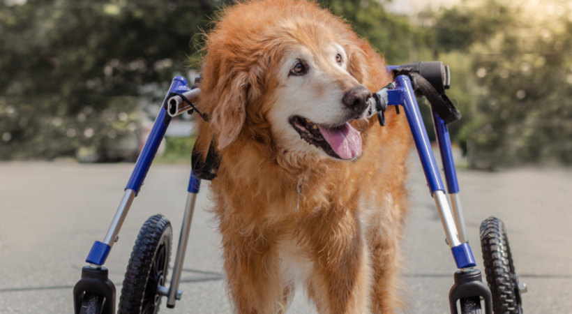 Senior dog walks with full support Walkin' Wheels wheelchair