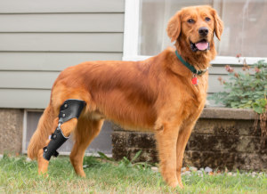 Dog with cruciate tear wears dog knee brace