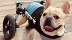Disabled French Bulldog walks in wheelchair