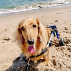 Long-haired dachshund in wheelchair goes to the beach