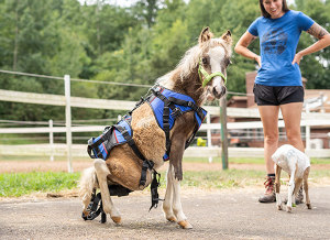 Rescue horse, Turbo tries to stand without a wheelchair