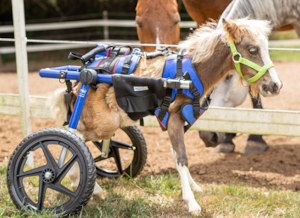 Mini horse with bad knees walks in new wheelchair