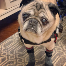 Disabled pug wears traction socks inside