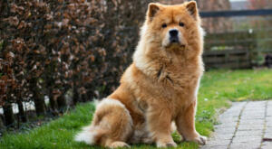 Chow Chow with hip dysplasia sits in the grass