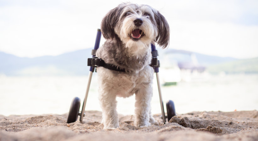 Paralyzed dog outside in wheelchair