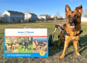 German Shepherd gets new dog wheelchair