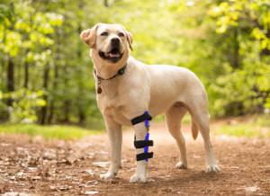 Carpal support for Labrador front leg