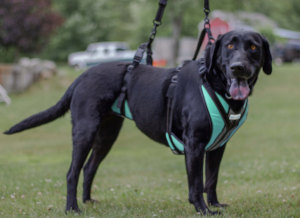 Lift-n-Step harness for full lifting support dogs