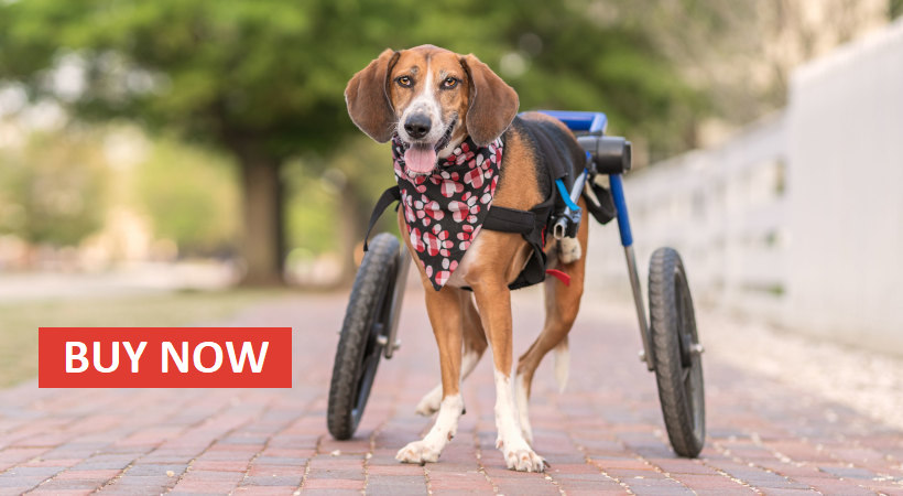 Buy a Walkin' Wheels dog wheelchair 