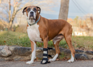Front leg splint for Boxer with osteosarcoma bone cancer