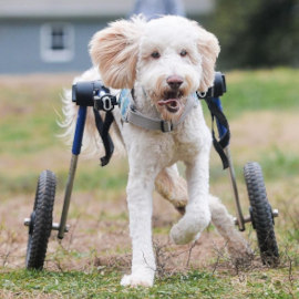 Paralyzed golden doodle runs in wheelchair