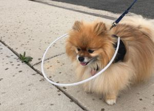 Blind Pomeranian uses a blind dog halo for safety