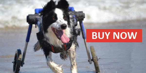Dog wheelchair buy now