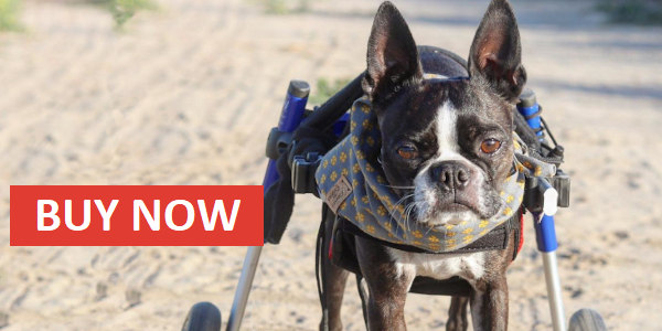 Boston Terrier wheelchair buy now