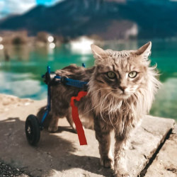 Paralyzed cat uses wheelchair on walk outside