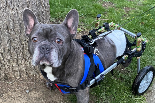 Duke the Frenchie in his wheelchair