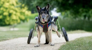 Senior German Shepherd in a dog wheelchair