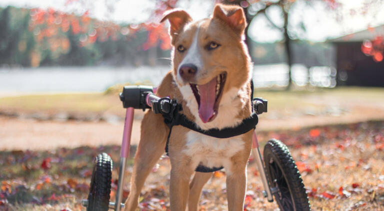 Dog in wheelchair coughs
