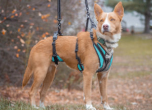 Injured dog uses total body lifting harness