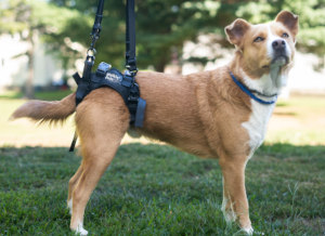 The dog uses a rear support harness for weak rear legs