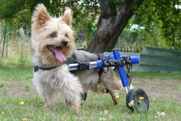 Paralyzed yorkie is happy in his Walkin' Wheels wheelchair