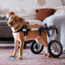 Paralyzed puppy uses dog wheelchair at home