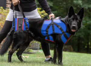 Black German Shepherd with degenerative myelopathy walks with owners help