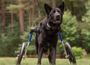 German Shepherd walks in his new dog wheelchair