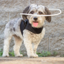 Blind dog halo for small dog