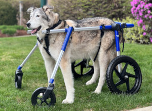 Quad dog wheelchair for full body support