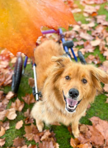 Happy wheelchair dog plays in the fall leaves