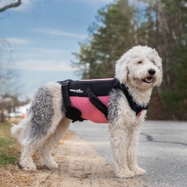 English Sheepdog wears back brace for support
