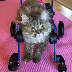 Full support cat wheelchair for felines with weak legs