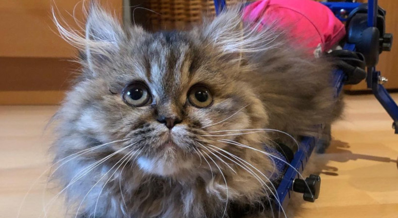 Disabled Maine Coon cat in wheelchair