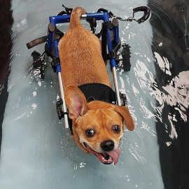 Paralyzed dog uses wheelchair during water therapy