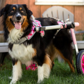 Walkin' Lift Warrior Harness attached to dog wheelchair