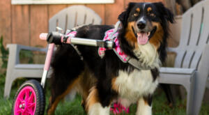 Disabled dog in dog wheelchair with lifting harness